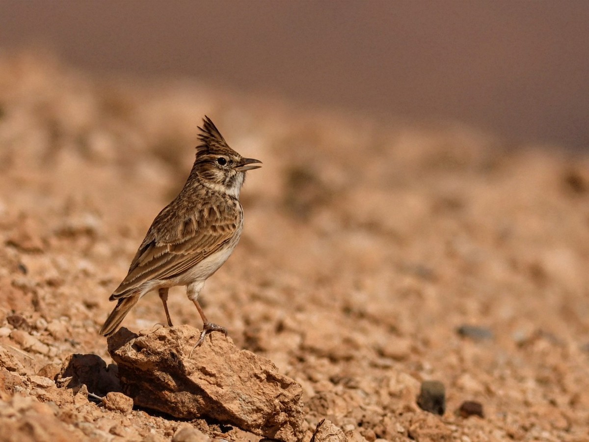 Thekla's Lark - ML646114703