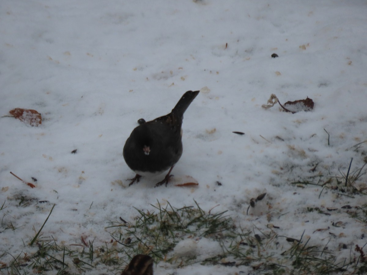 Dark-eyed Junco - ML646114704