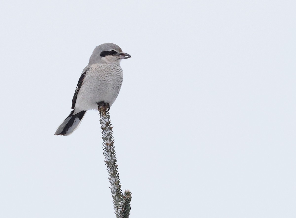Northern Shrike - ML646114705