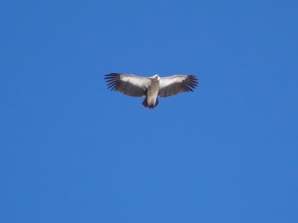 Himalayan Griffon - ML646114706