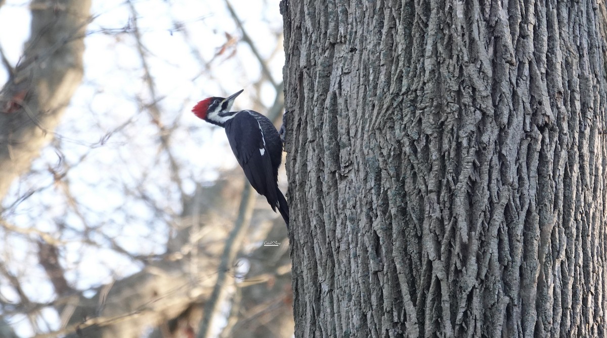 Northern Flicker - ML646114707