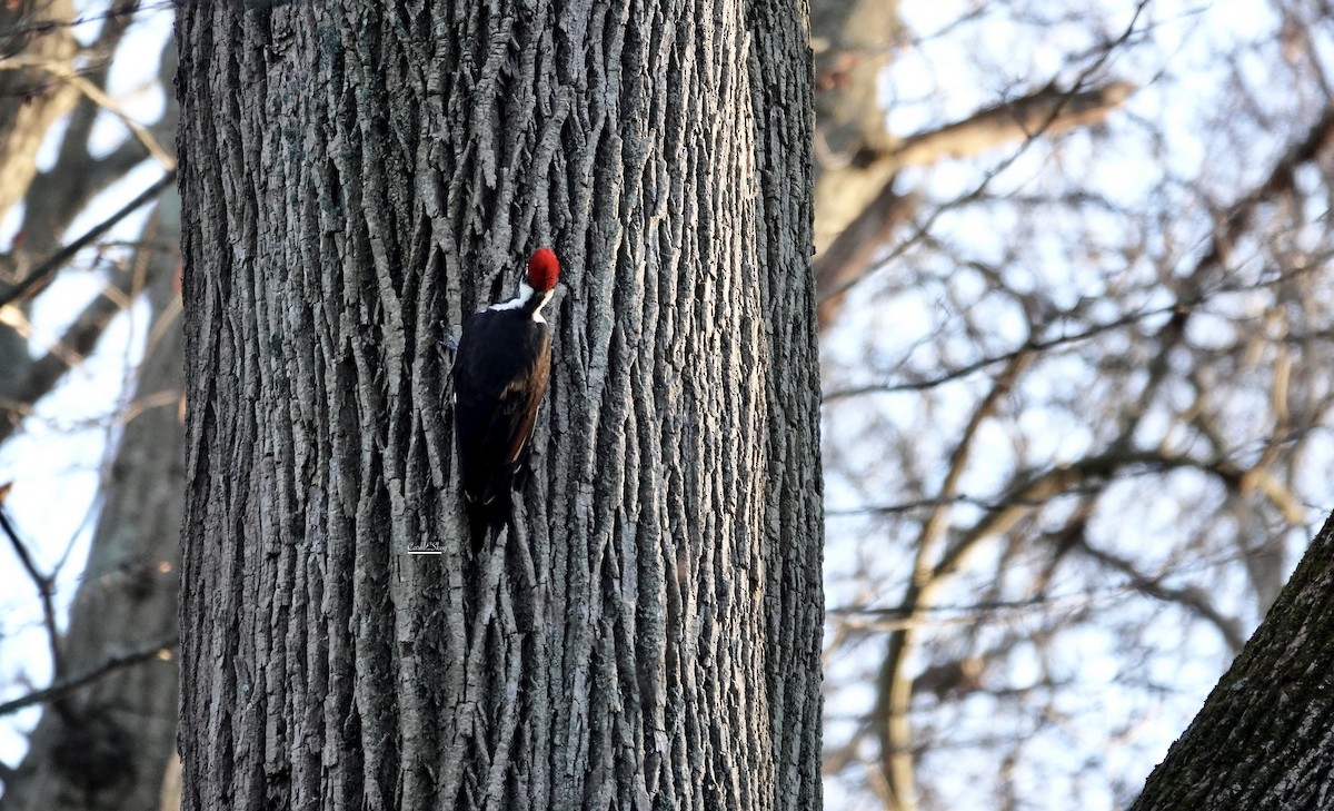 Northern Flicker - ML646114708