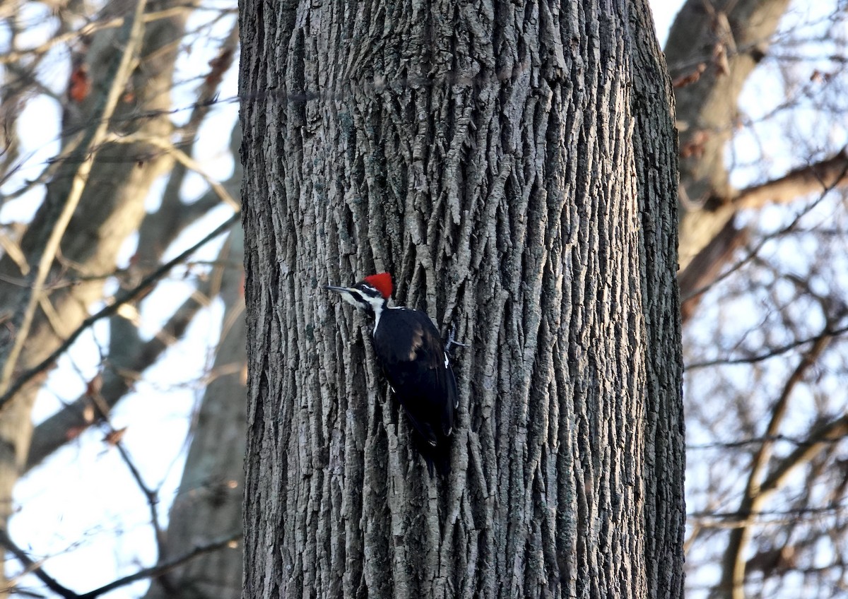Northern Flicker - ML646114709