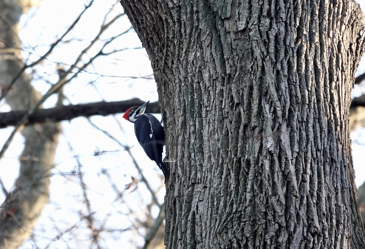 Northern Flicker - ML646114710