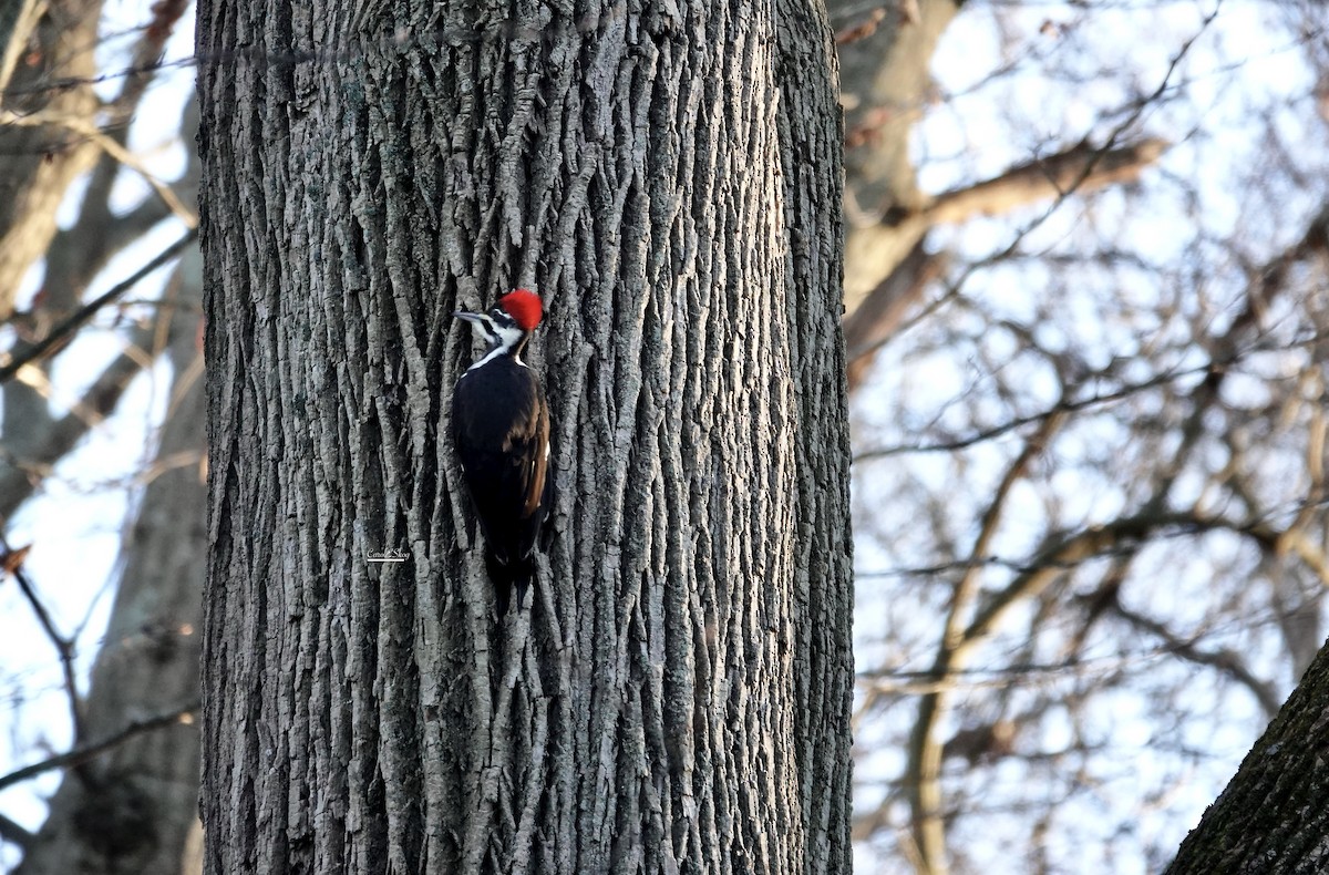 Northern Flicker - ML646114711