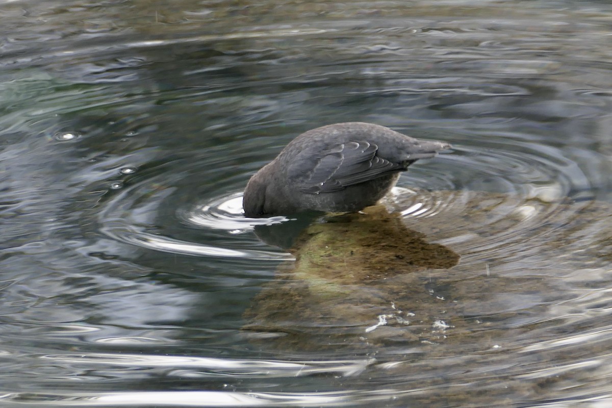 American Dipper - ML646114712