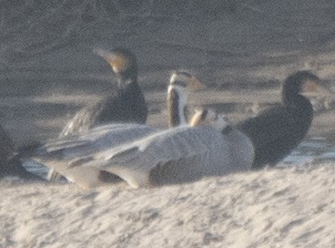 husa tibetská - ML646114714