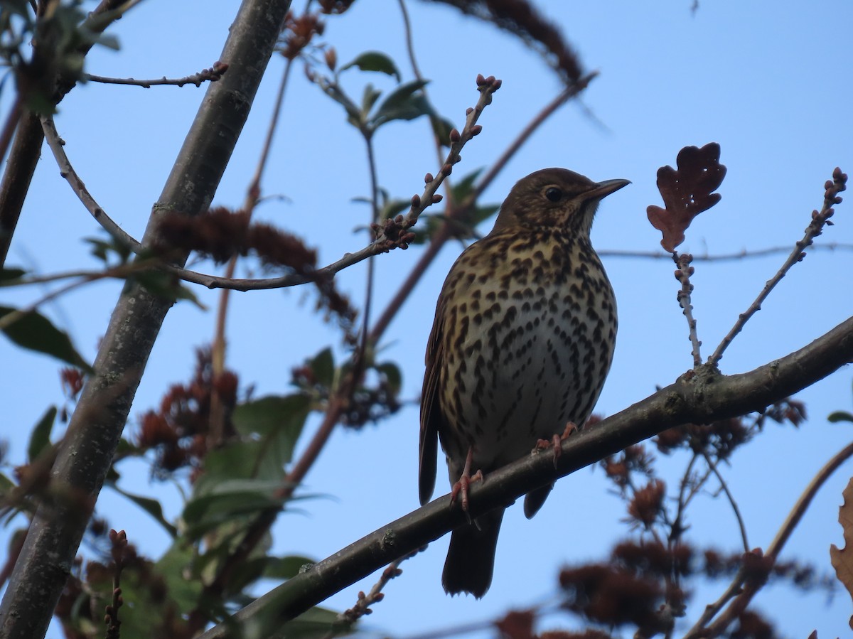 Song Thrush - ML646114715