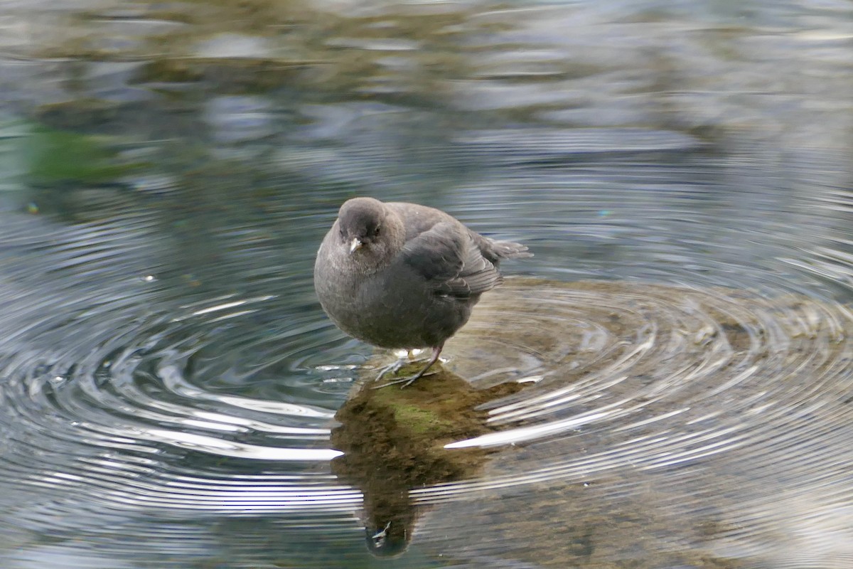 American Dipper - ML646114716