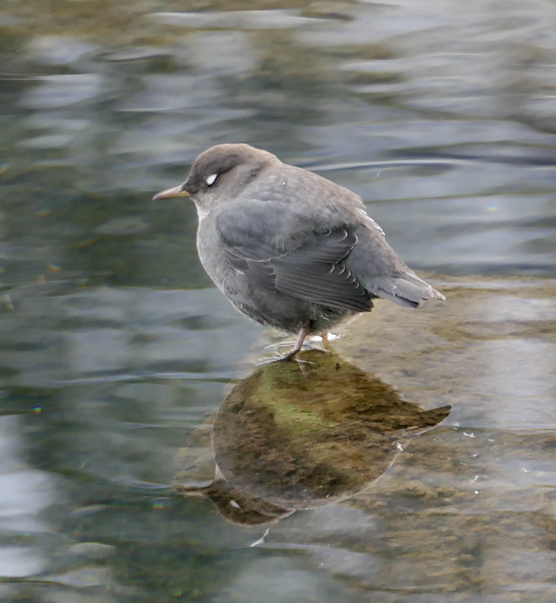 American Dipper - ML646114718