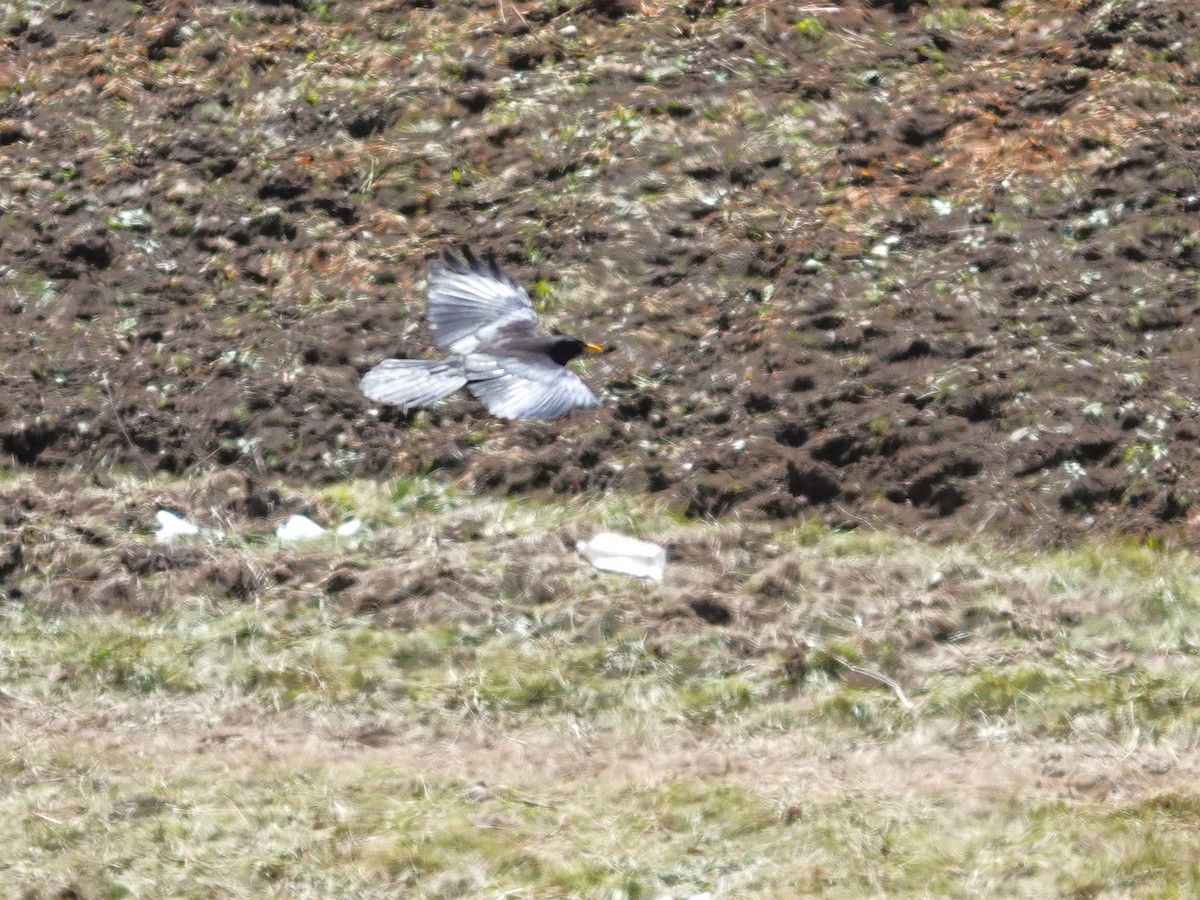 Yellow-billed Chough - ML646114719