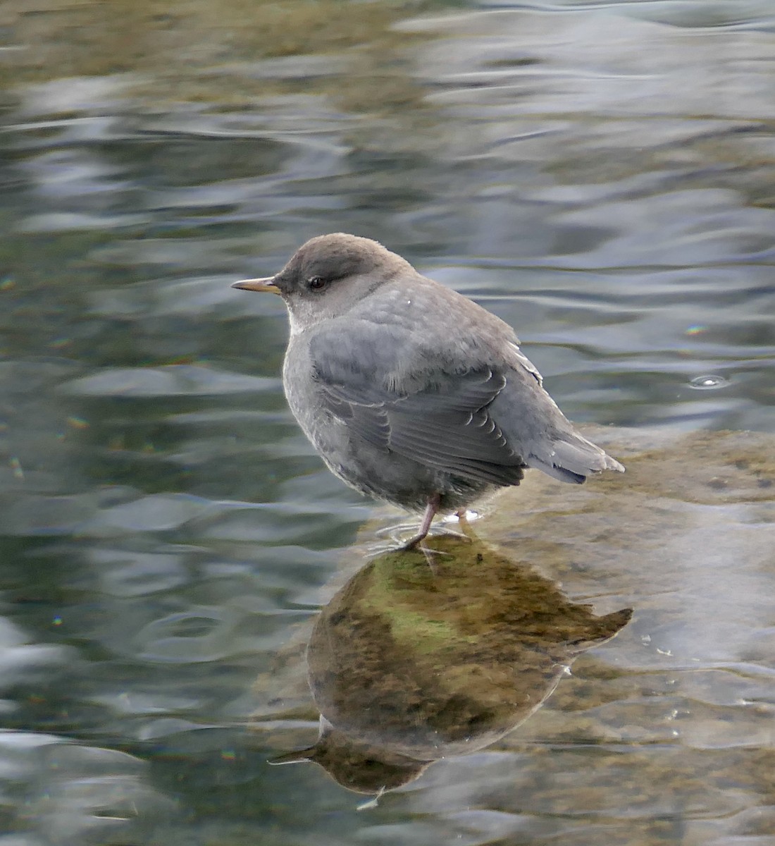 American Dipper - ML646114720