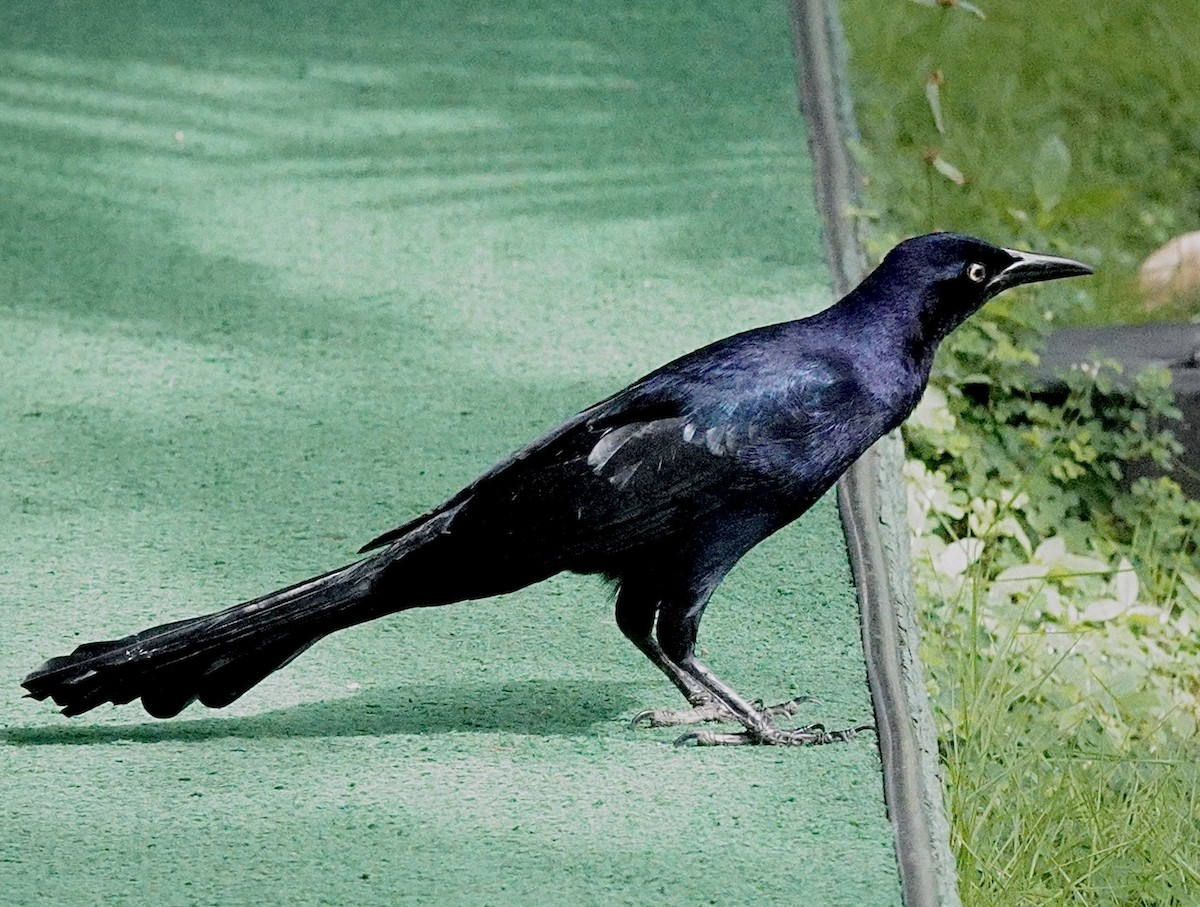 Great-tailed Grackle - ML646114723