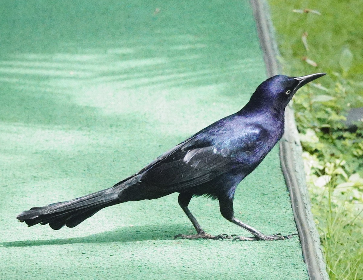 Great-tailed Grackle - ML646114724