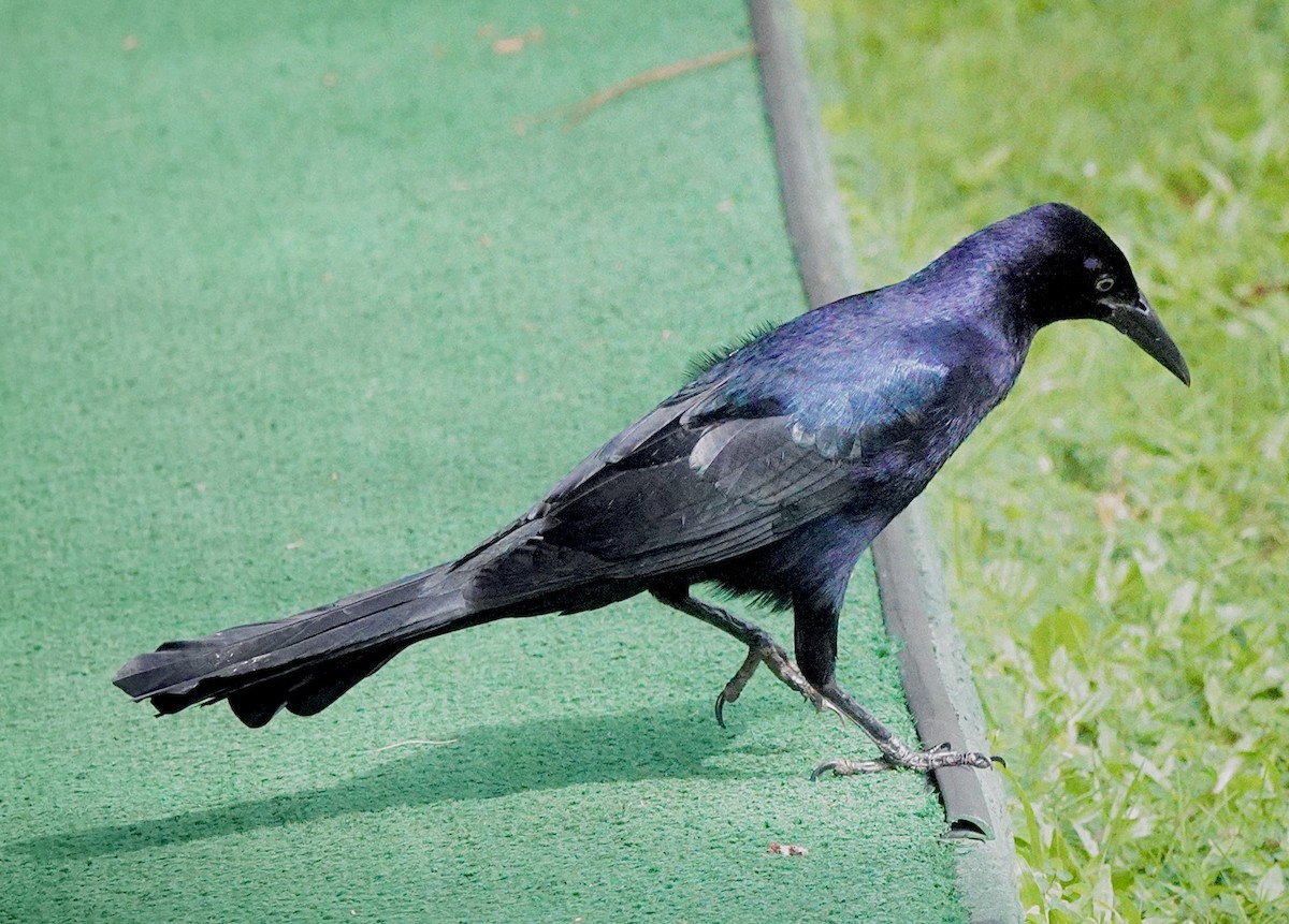 Great-tailed Grackle - ML646114725