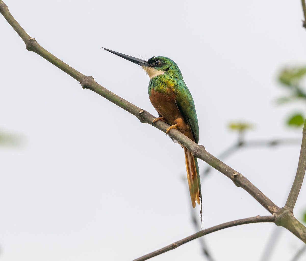 leskovec neotropický - ML646114727