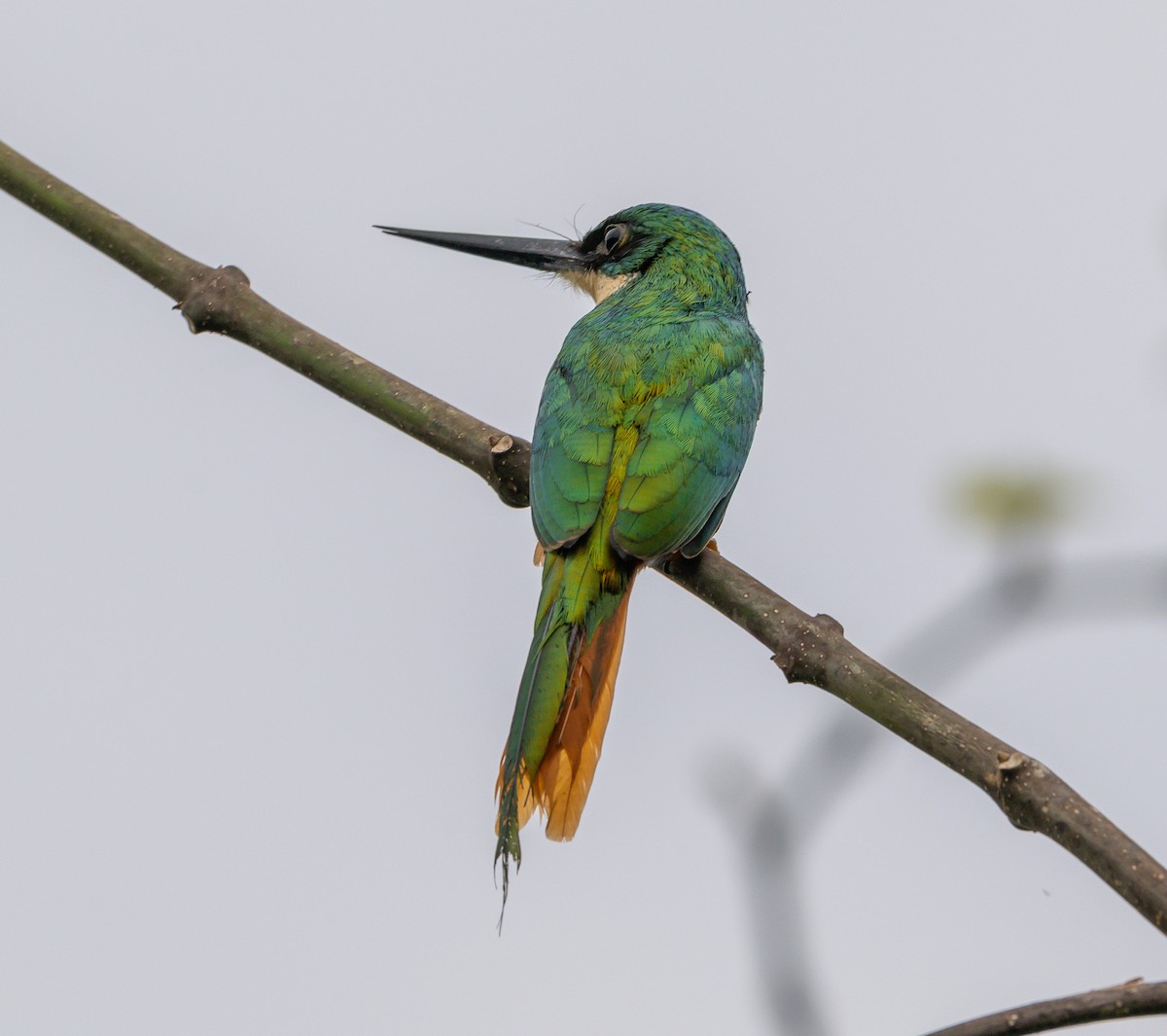 leskovec neotropický - ML646114728