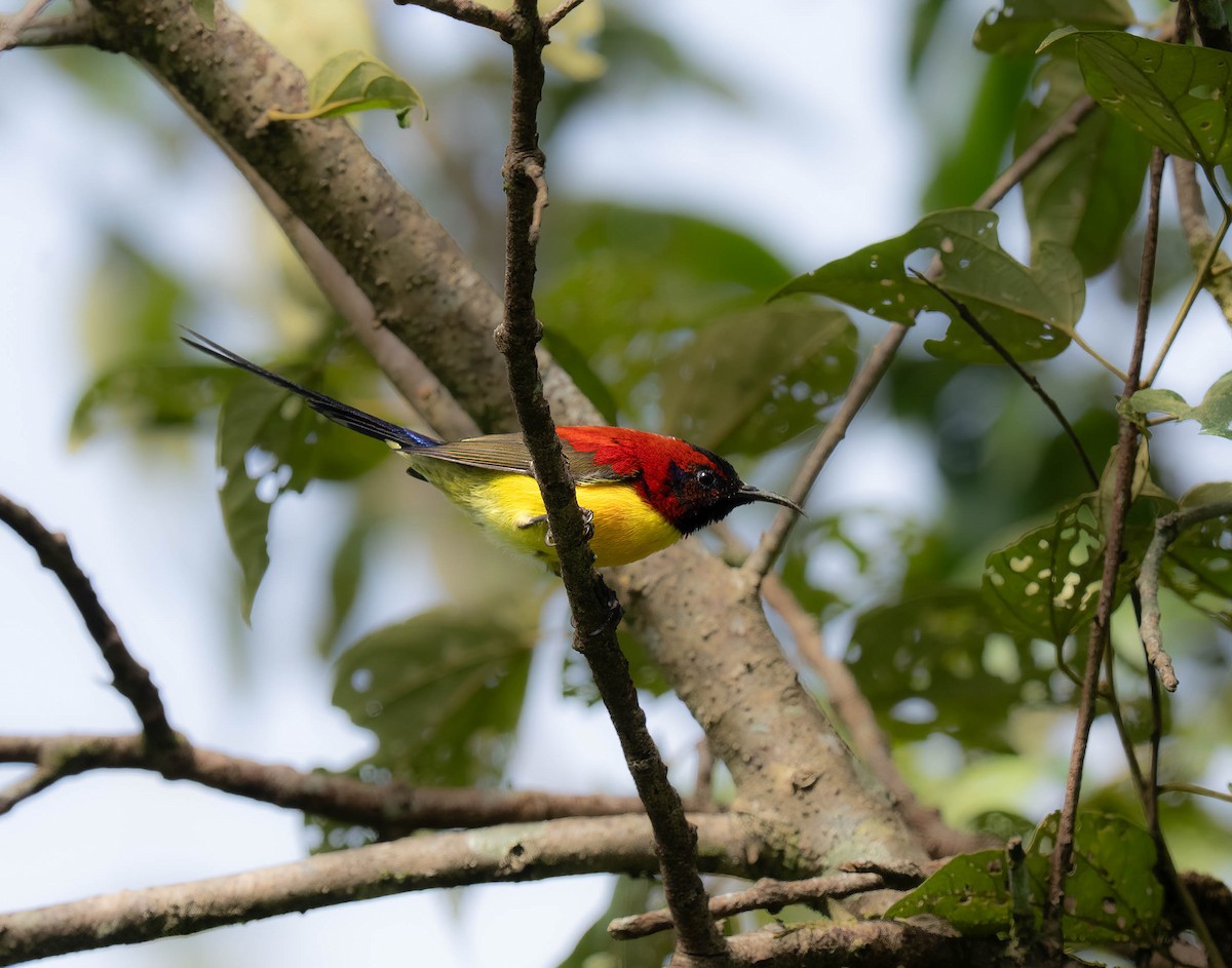 Mrs. Gould's Sunbird - ML646114739