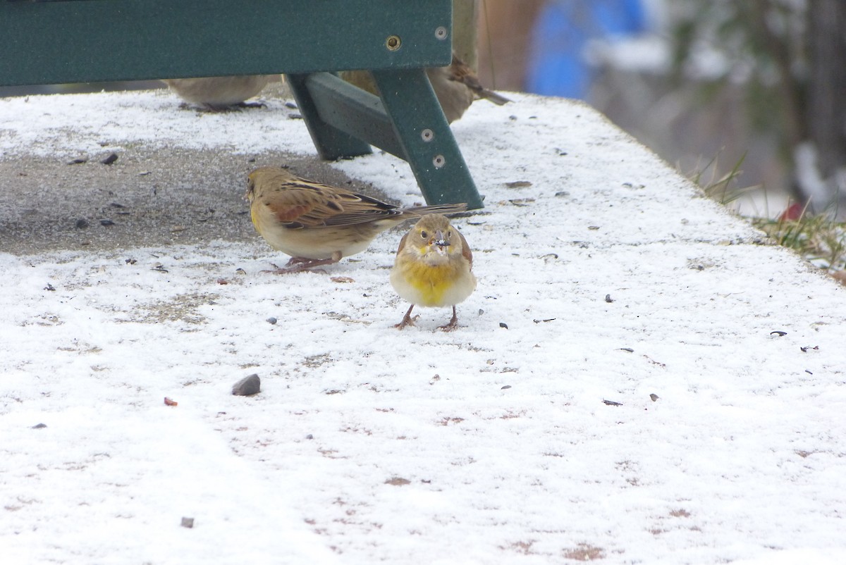 דיקסיסל - ML646114741