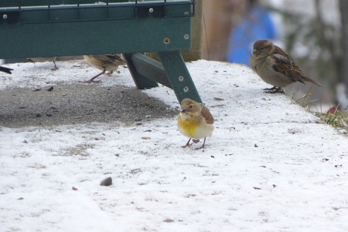 דיקסיסל - ML646114742