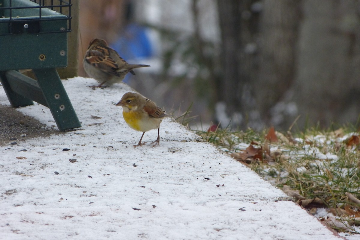 דיקסיסל - ML646114743