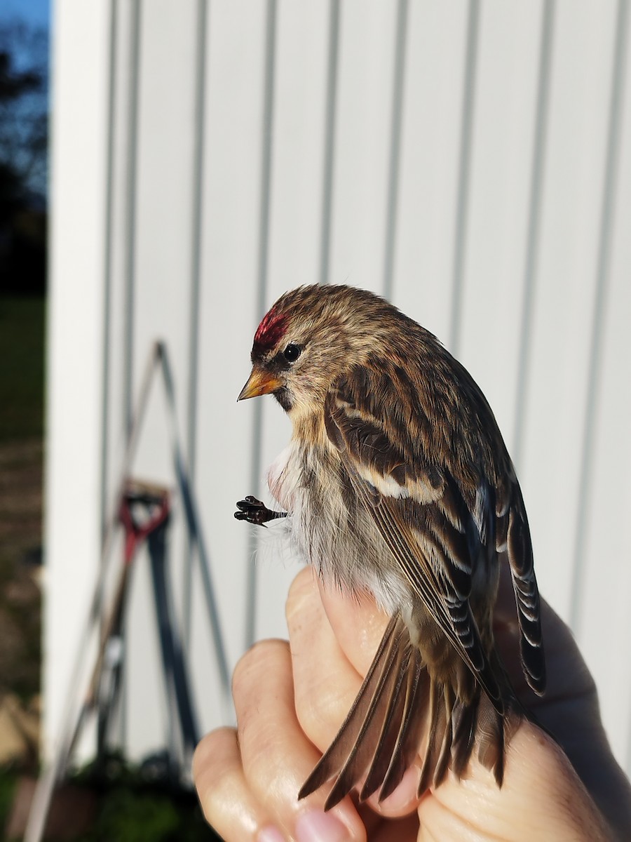 Pardillo Sizerín (alpino) - ML646114744