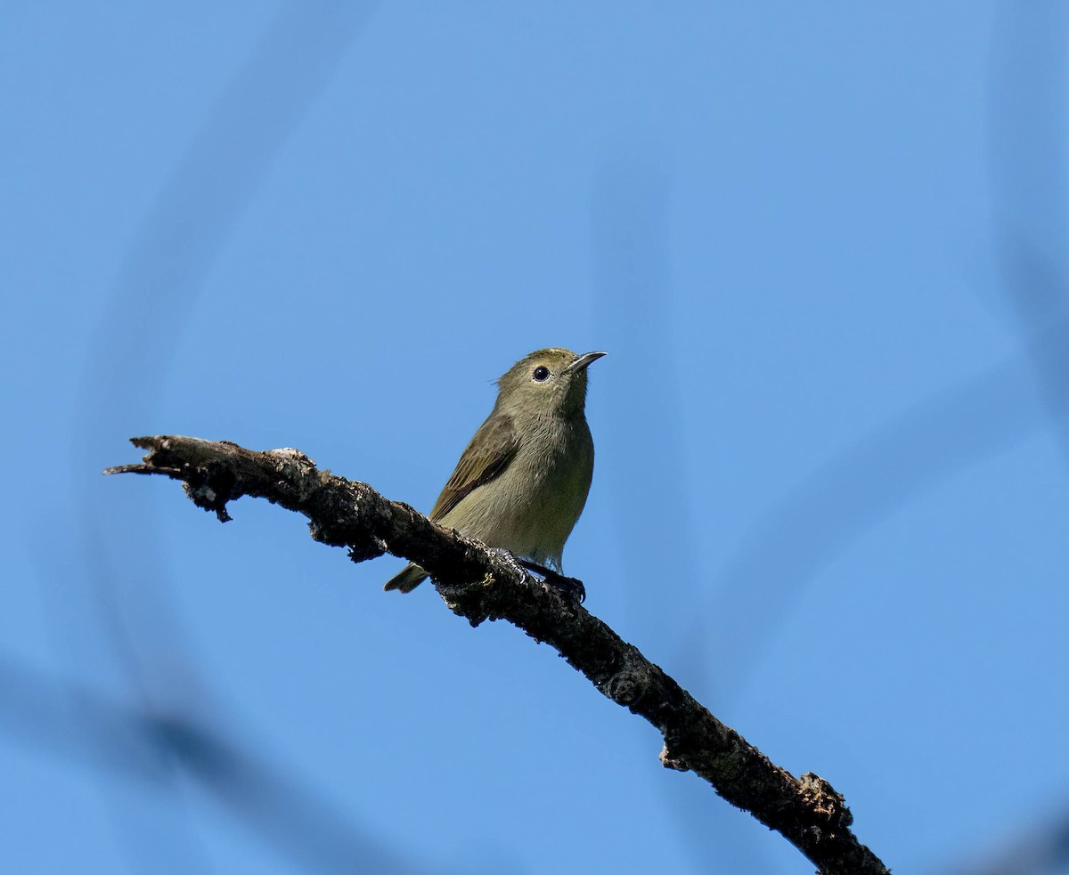 Plain Flowerpecker - ML646114751