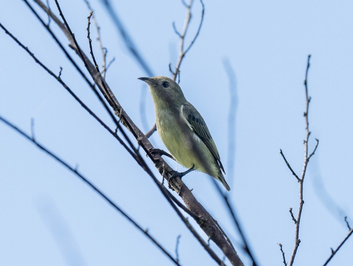 Plain Flowerpecker - ML646114752