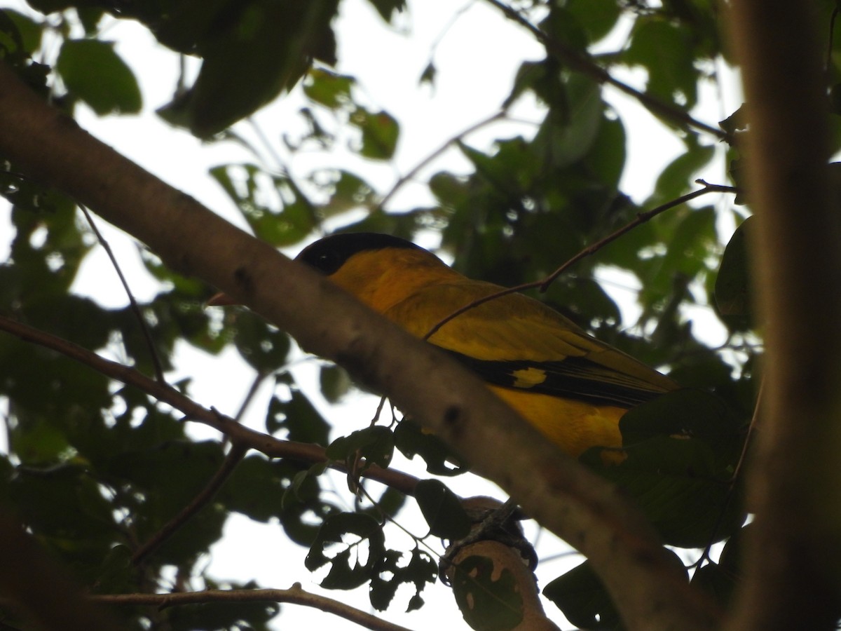 Black-naped Oriole - ML646114754