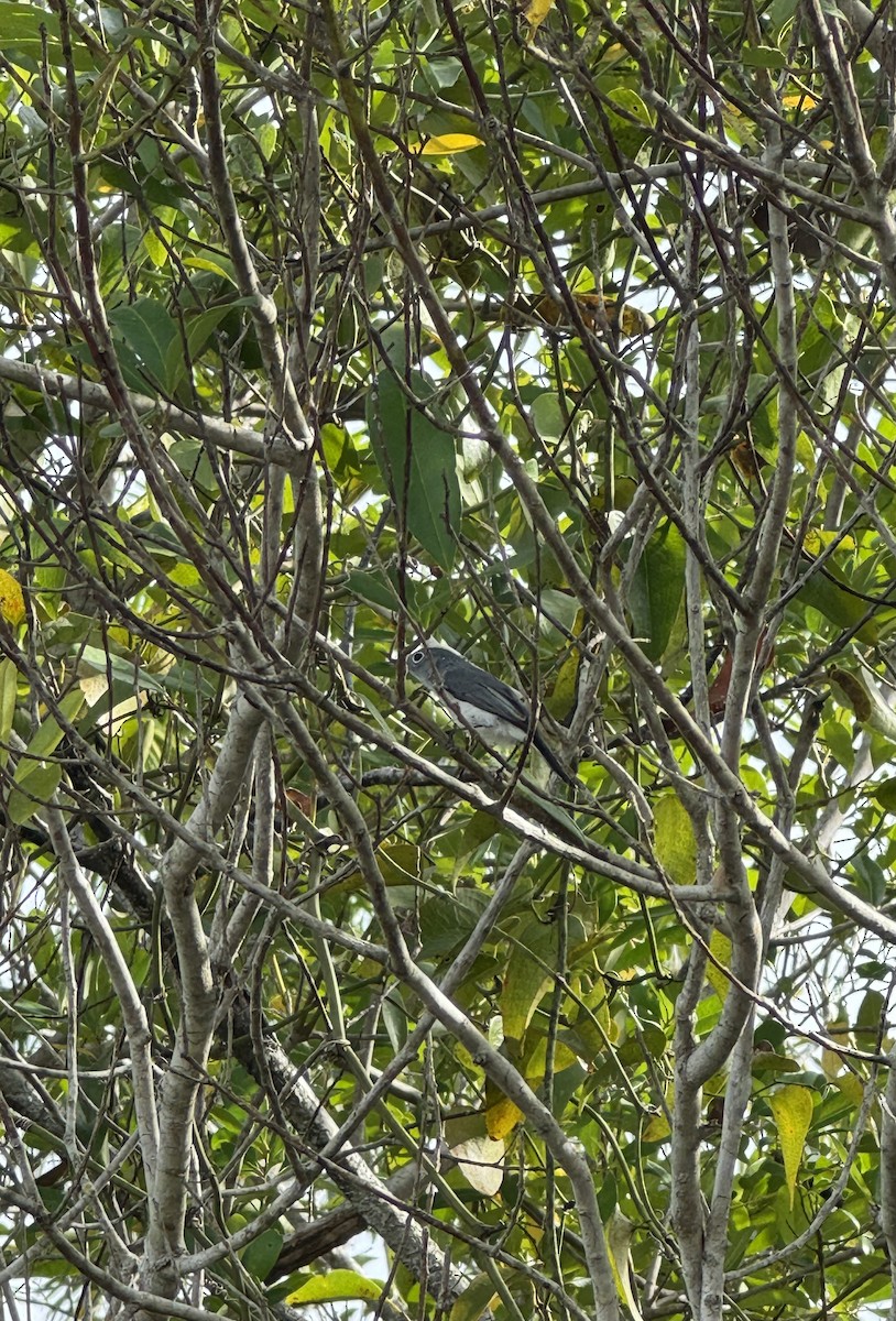 Blaumückenfänger - ML646114782