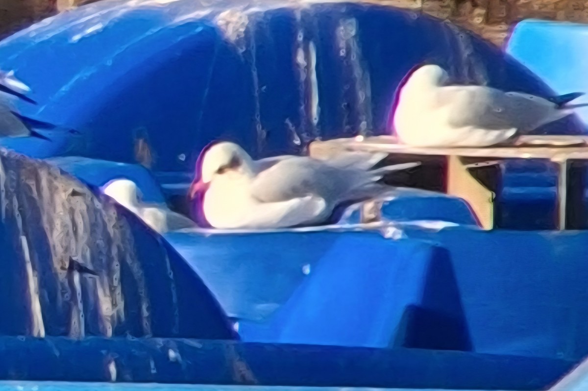 Mediterranean Gull - ML646114784