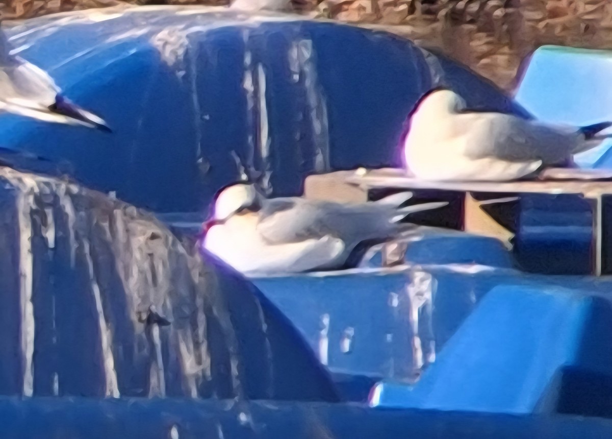 Mediterranean Gull - ML646114785
