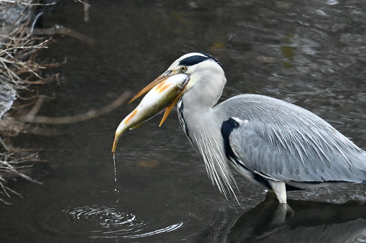 Gray Heron - ML646114787