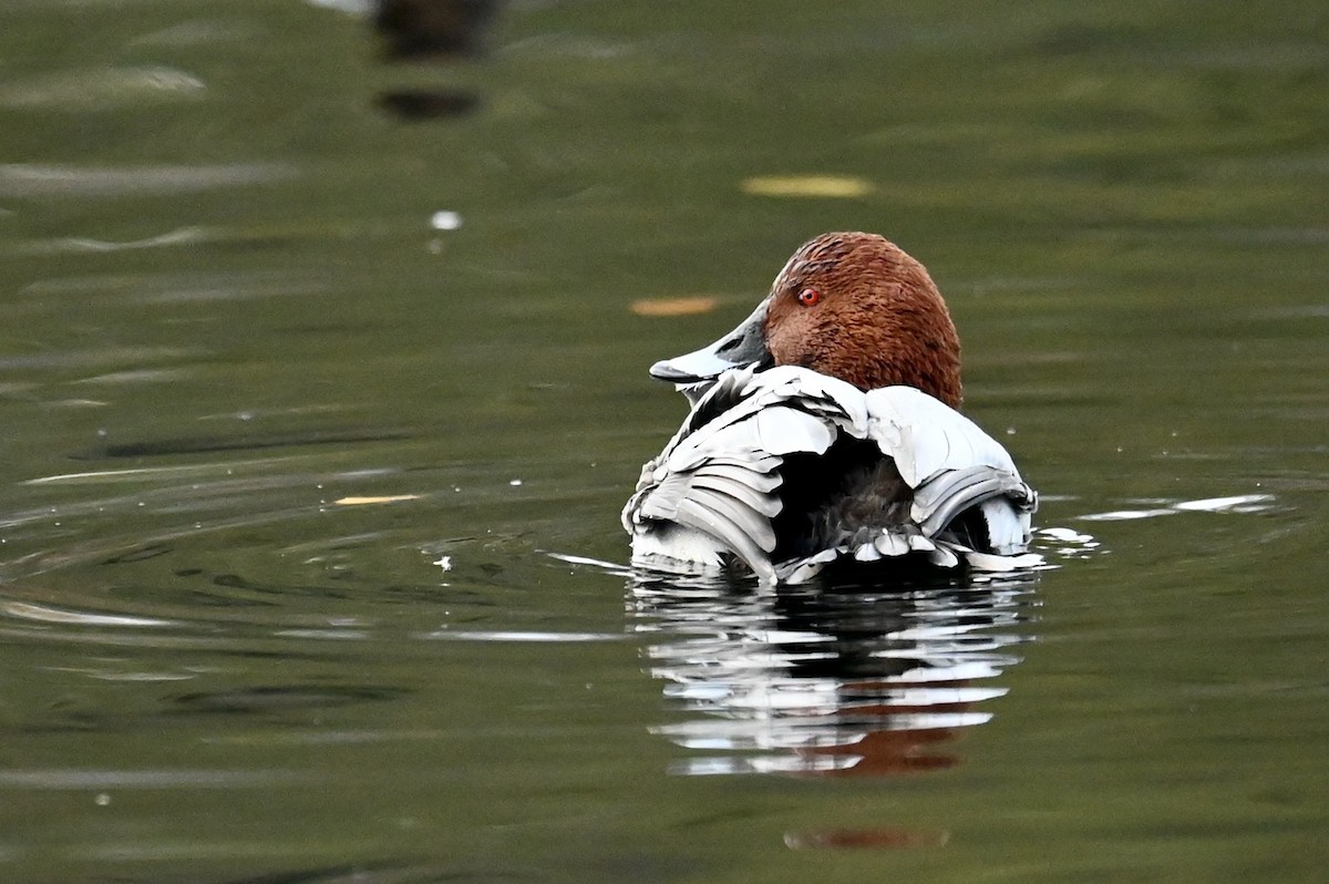 Common Pochard - ML646114793