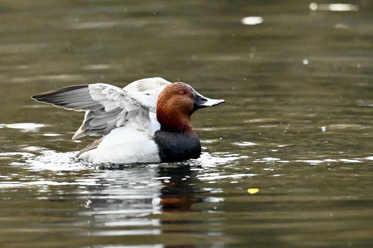 Common Pochard - ML646114794
