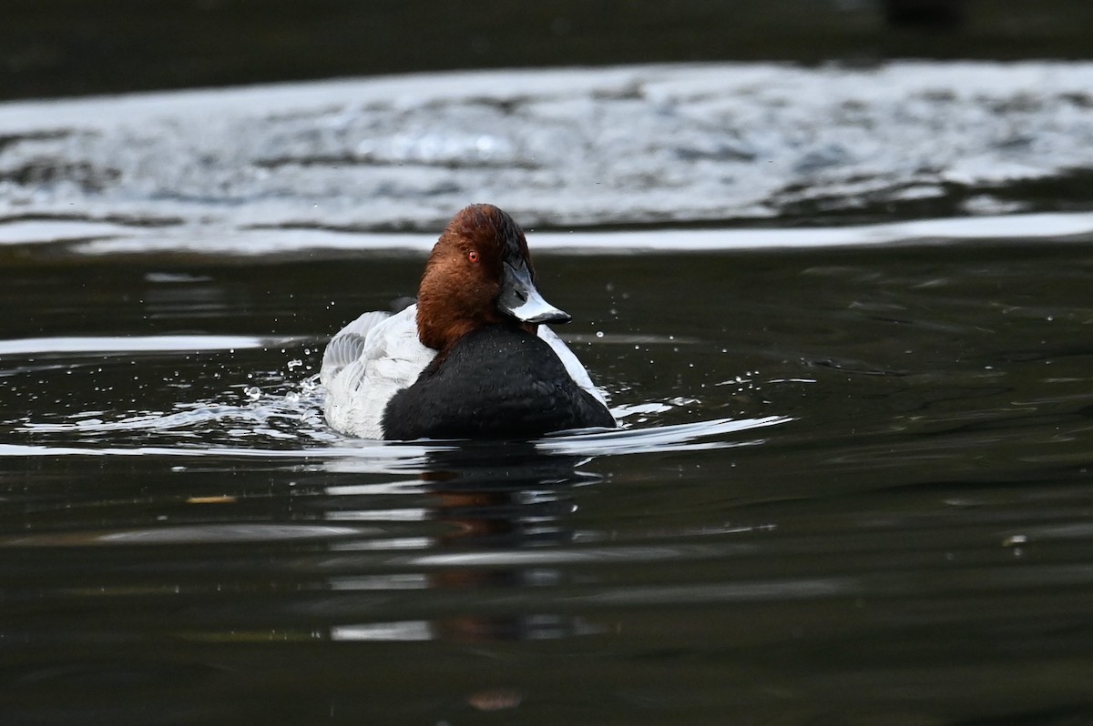 Common Pochard - ML646114795