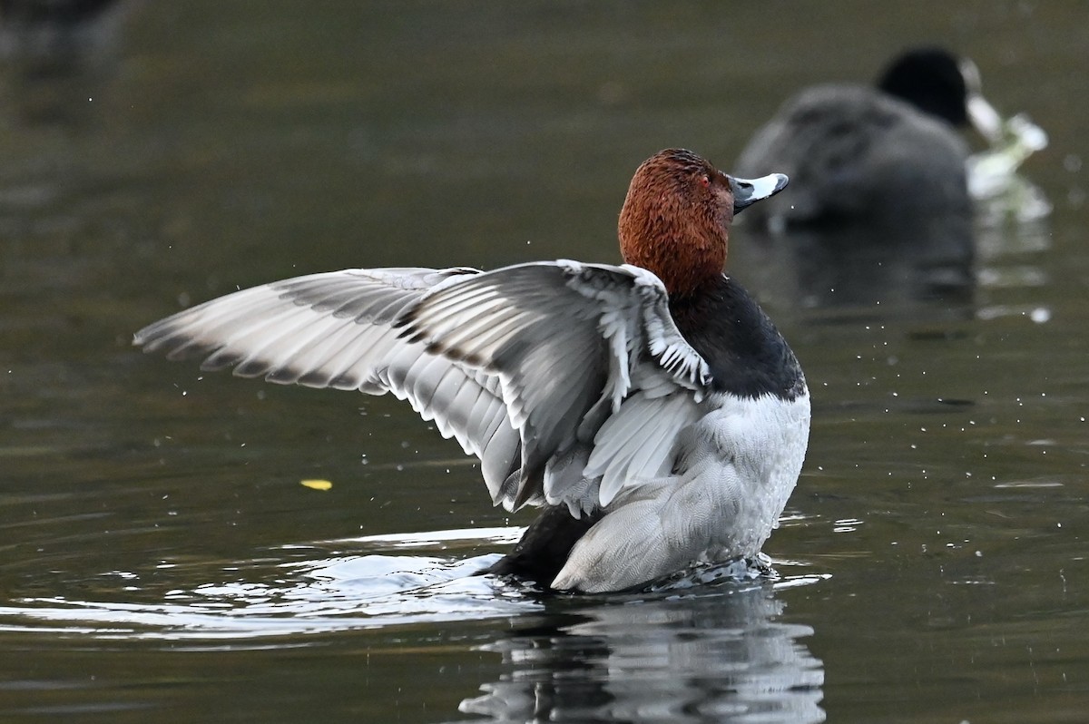 Common Pochard - ML646114796