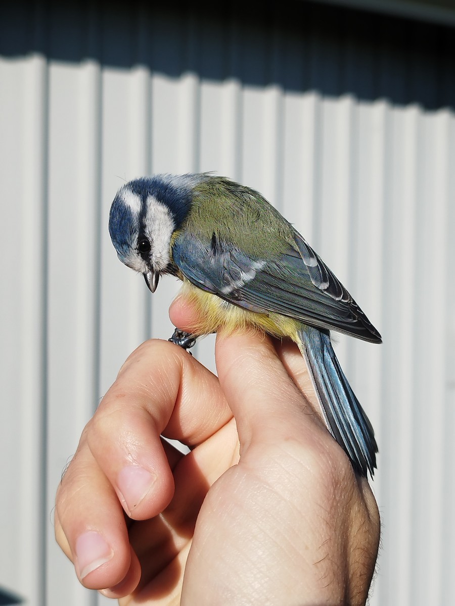 Eurasian Blue Tit - ML646114797