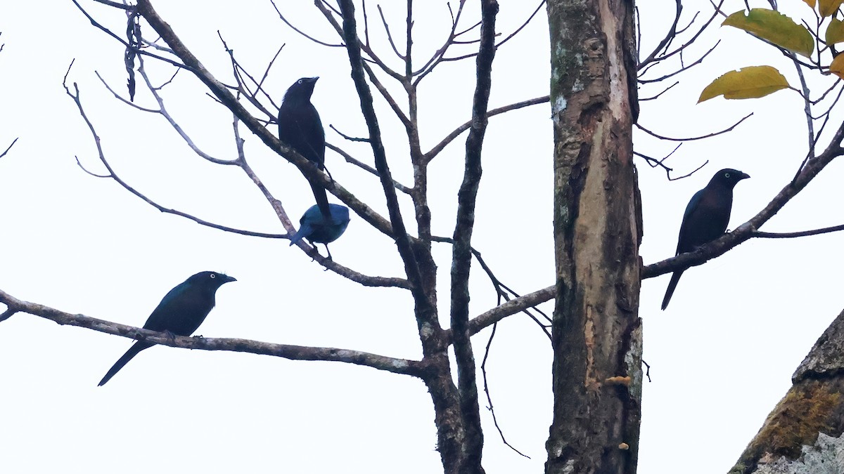 Yellow-eyed Starling - ML646114805