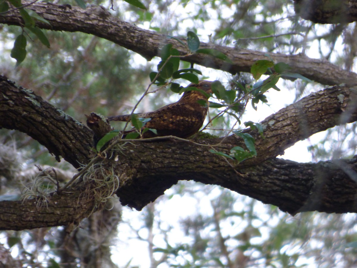 Chuck-will's-widow - ML646114806