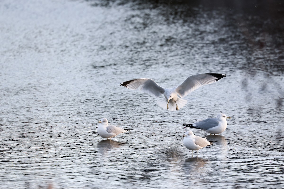 Ringschnabelmöwe - ML646114821