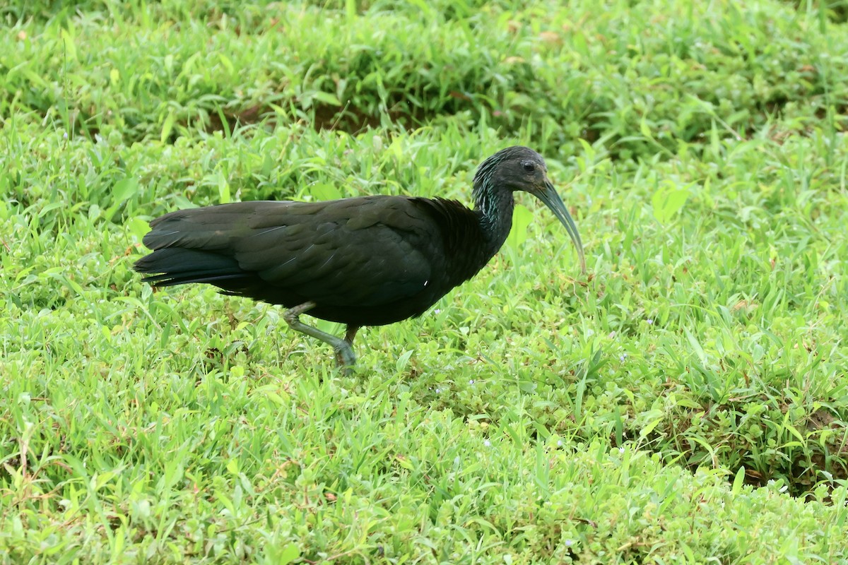 Green Ibis - ML646114822