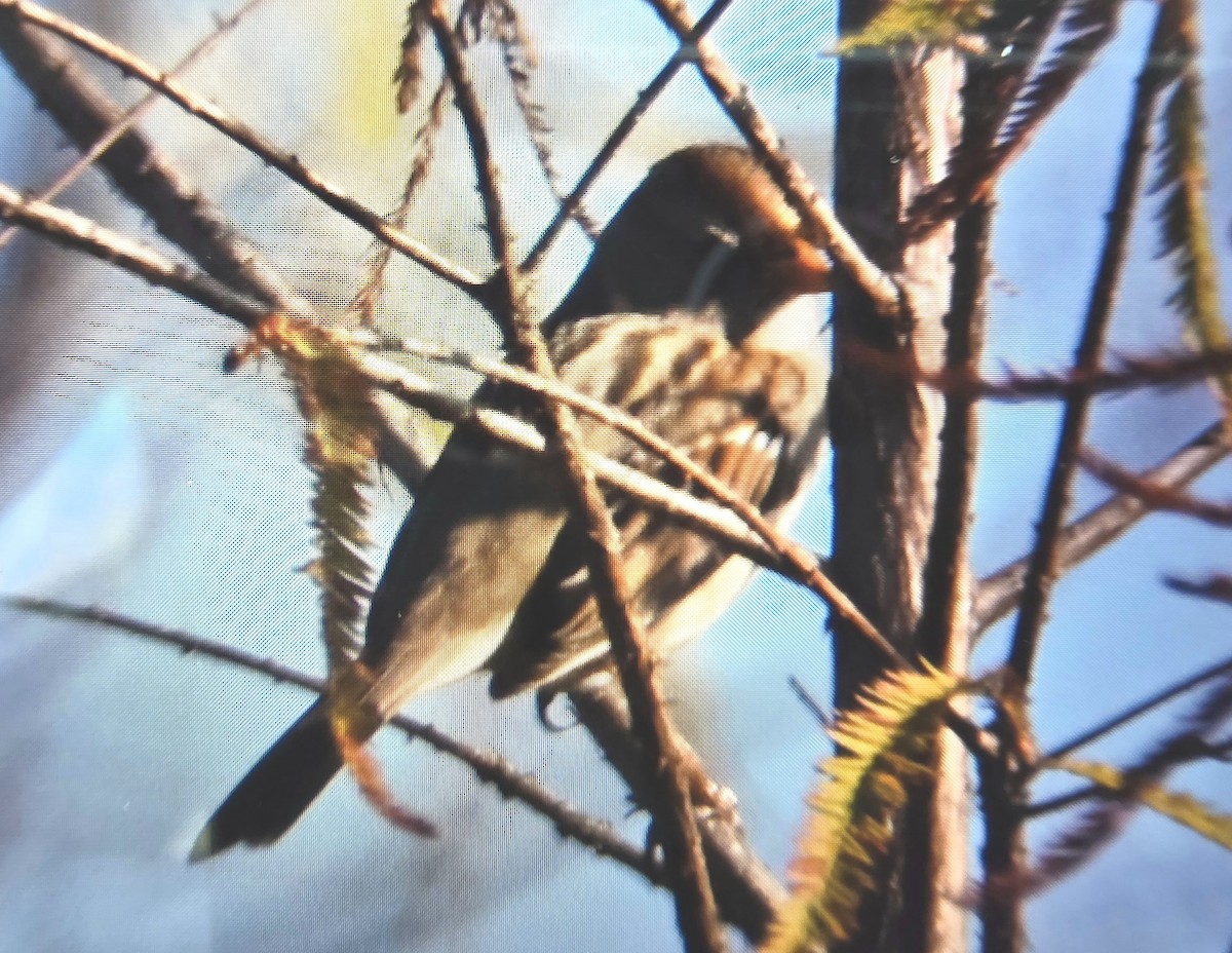 White-crowned Sparrow - ML646114829