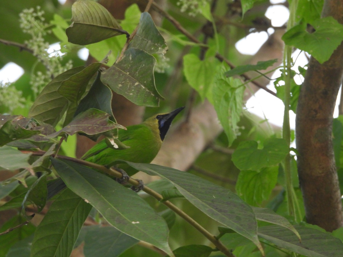 Jerdon's Leafbird - ML646114831