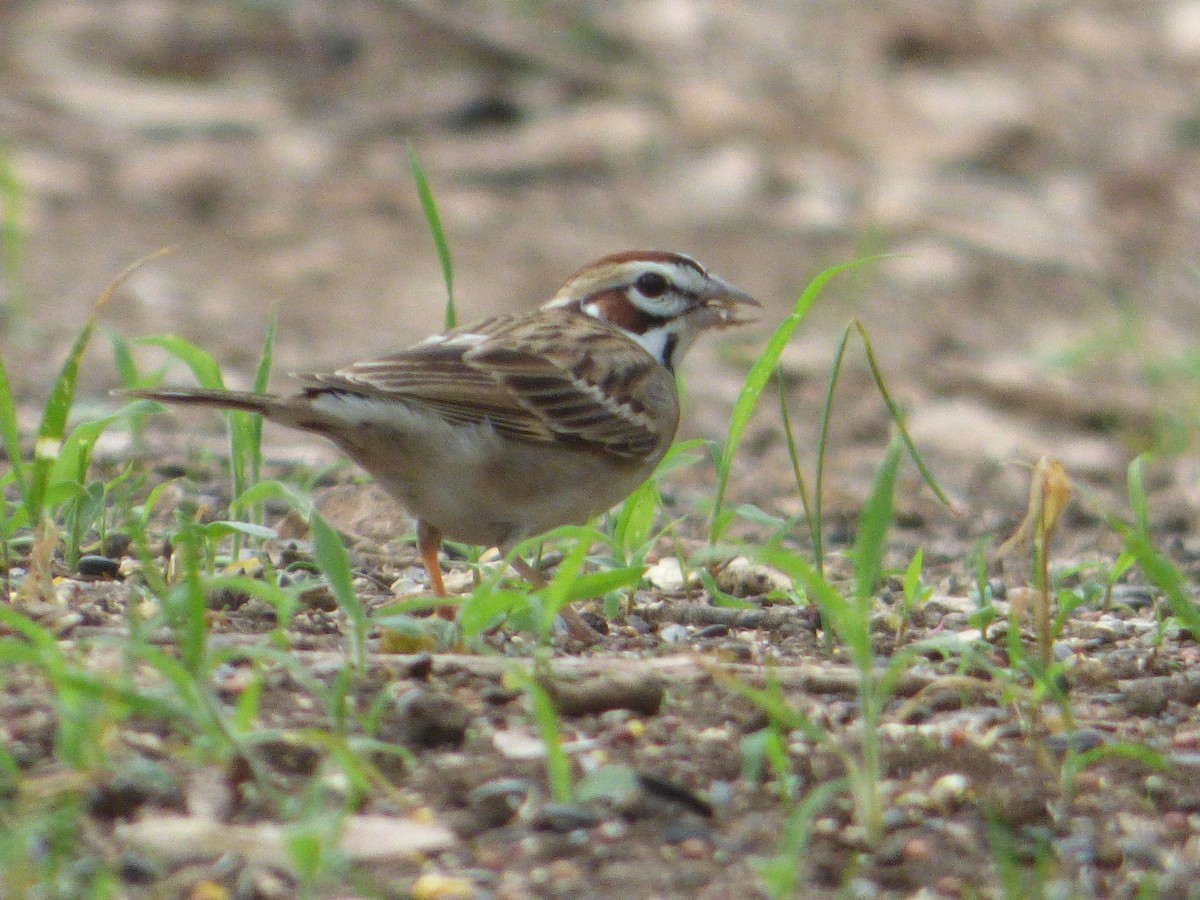 Lark Sparrow - ML646114834