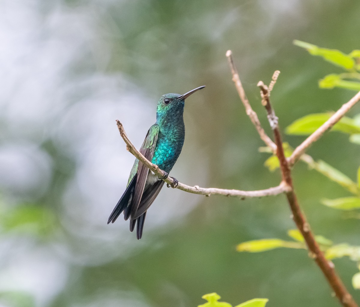 kolibřík zářivý - ML646114840