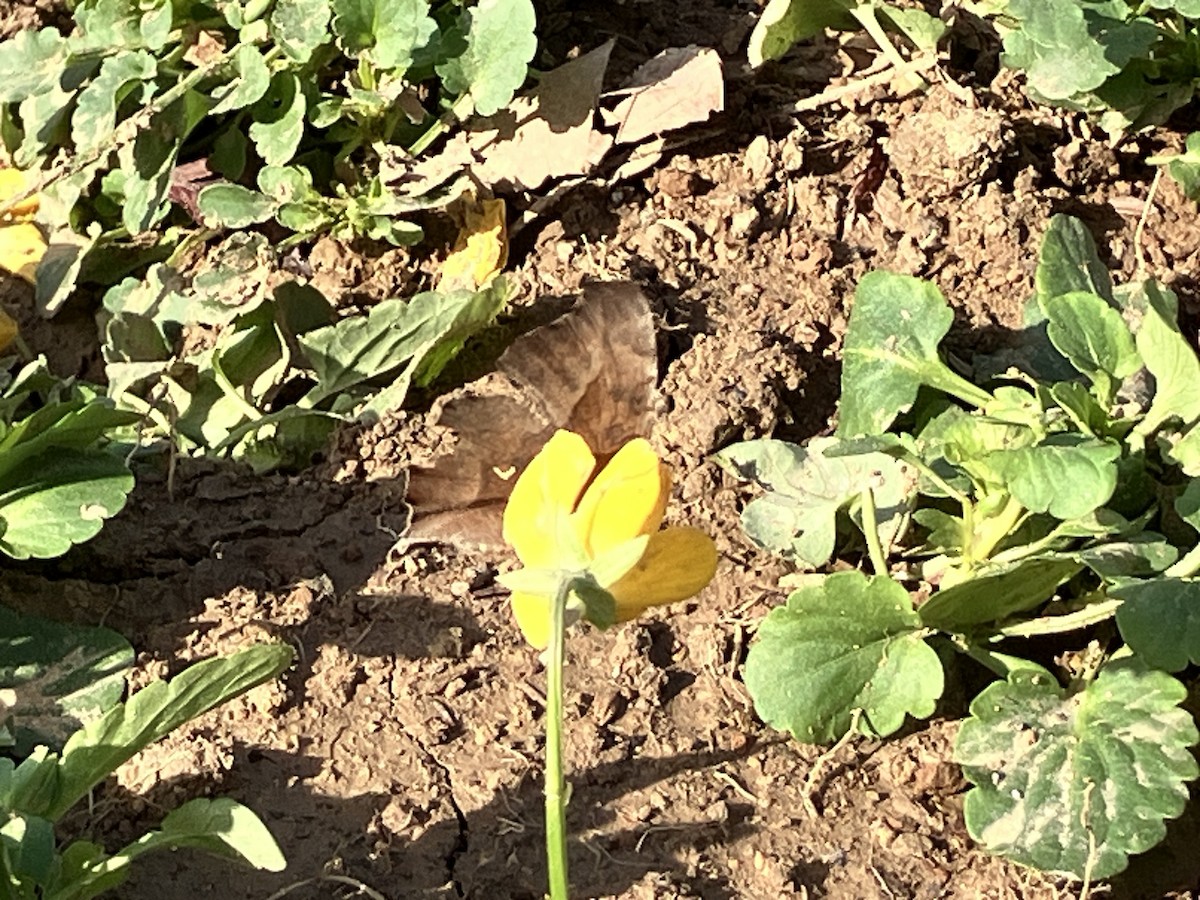 Animals - ML646114841