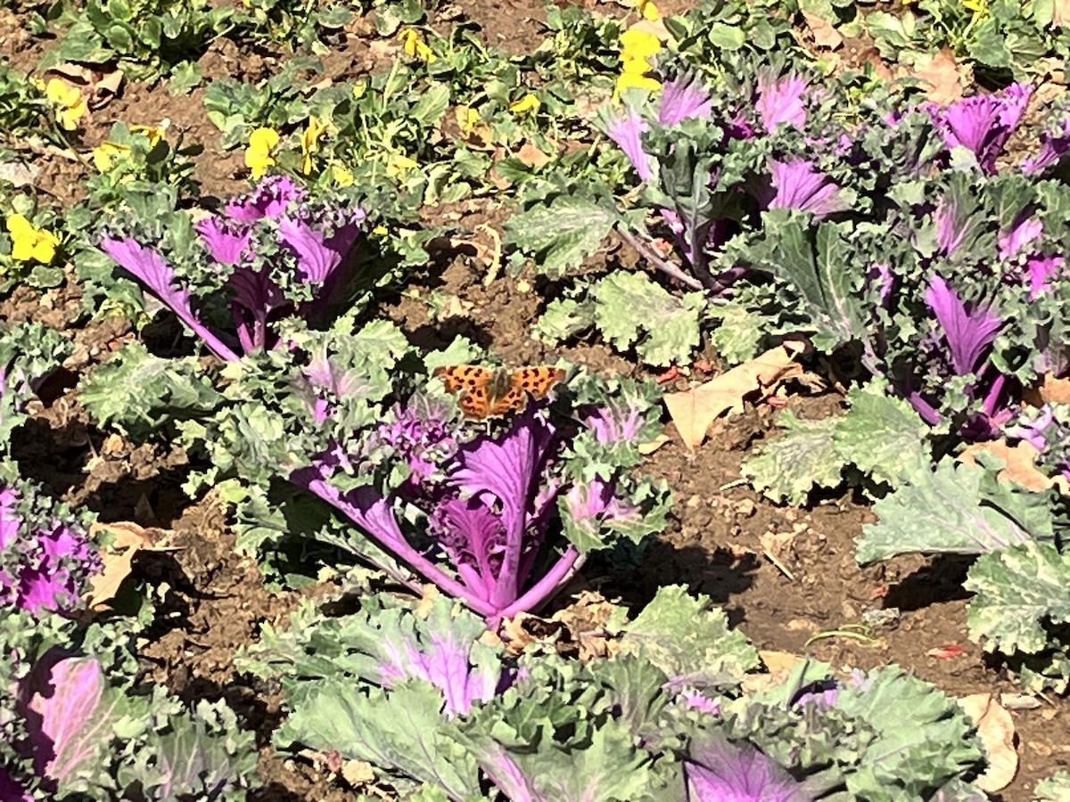 Animals - ML646114842