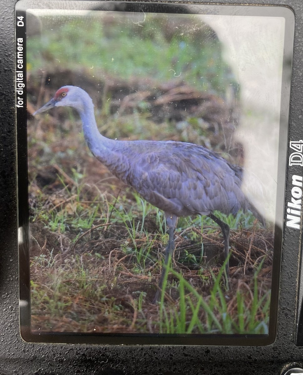 Sandhill Crane (Lesser) - ML646114854