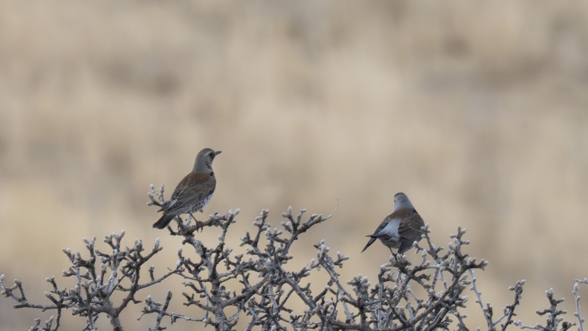 Fieldfare - ML646114858